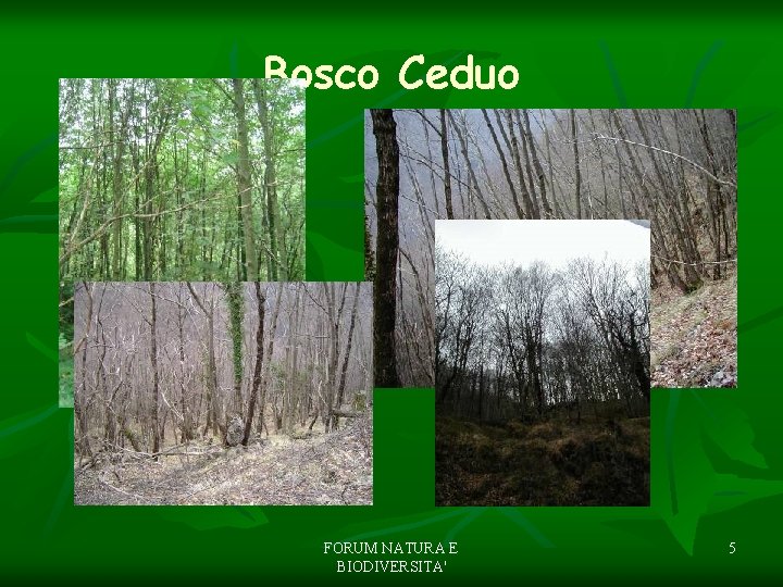 Bosco Ceduo FORUM NATURA E BIODIVERSITA' 5 