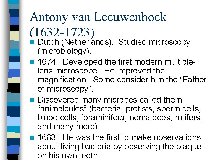 Antony van Leeuwenhoek (1632 -1723) Dutch (Netherlands). Studied microscopy (microbiology). n 1674: Developed the