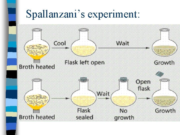 Spallanzani’s experiment: 