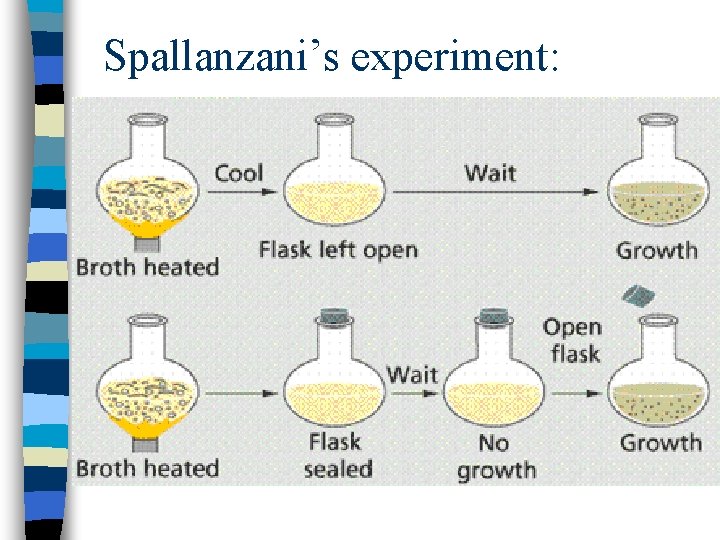 Spallanzani’s experiment: Spallanzani’s experiment: