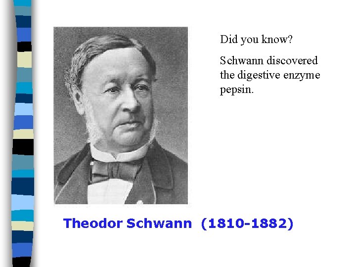 Did you know? Schwann discovered the digestive enzyme pepsin. Theodor Schwann (1810 -1882) Did you know? Schwann discovered the digestive enzyme pepsin. Theodor Schwann (1810 -1882)