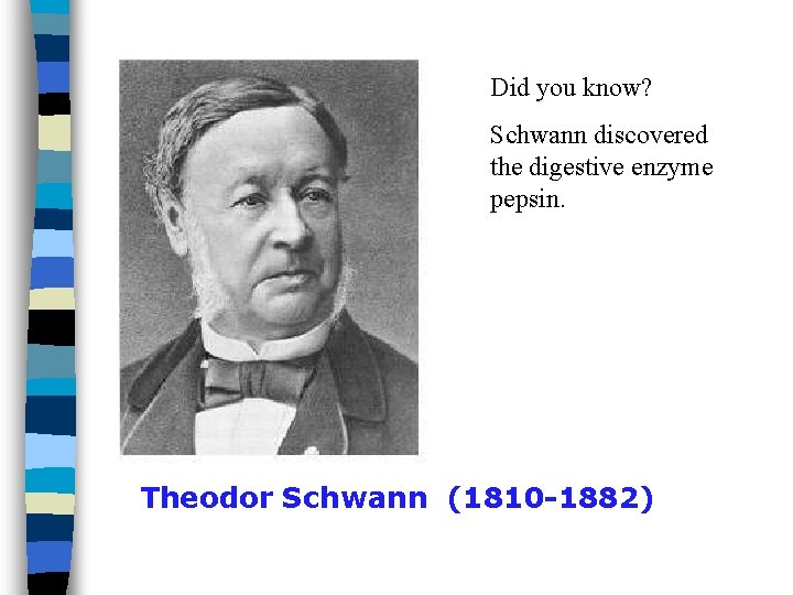 Did you know? Schwann discovered the digestive enzyme pepsin. Theodor Schwann (1810 -1882) 