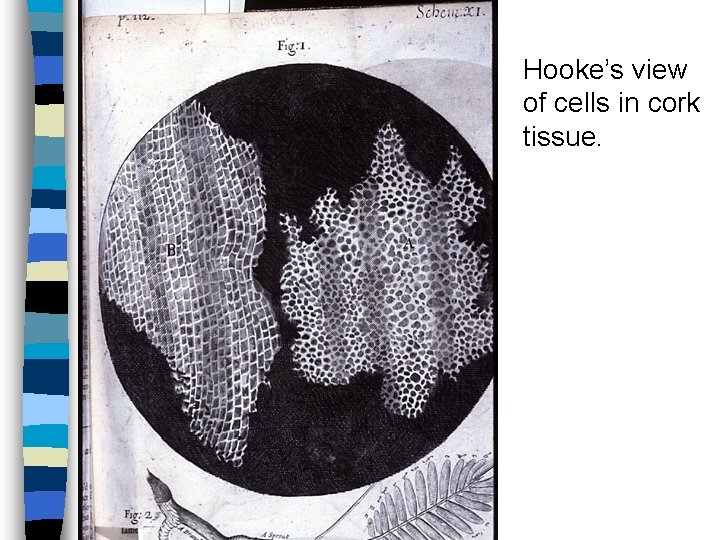 Hooke’s view of cells in cork tissue. 