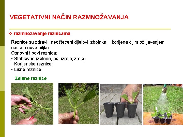 VEGETATIVNI NAČIN RAZMNOŽAVANJA v razmnožavanje reznicama Reznice su zdravi i neoštećeni dijelovi izbojaka ili