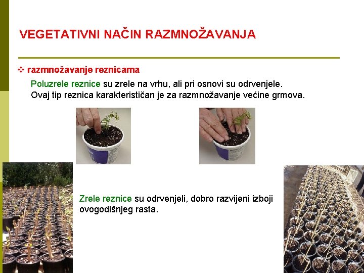 VEGETATIVNI NAČIN RAZMNOŽAVANJA v razmnožavanje reznicama Poluzrele reznice su zrele na vrhu, ali pri