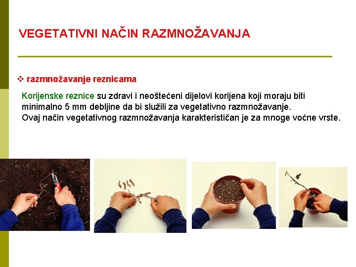 VEGETATIVNI NAČIN RAZMNOŽAVANJA v razmnožavanje reznicama Korijenske reznice su zdravi i neoštećeni dijelovi korijena