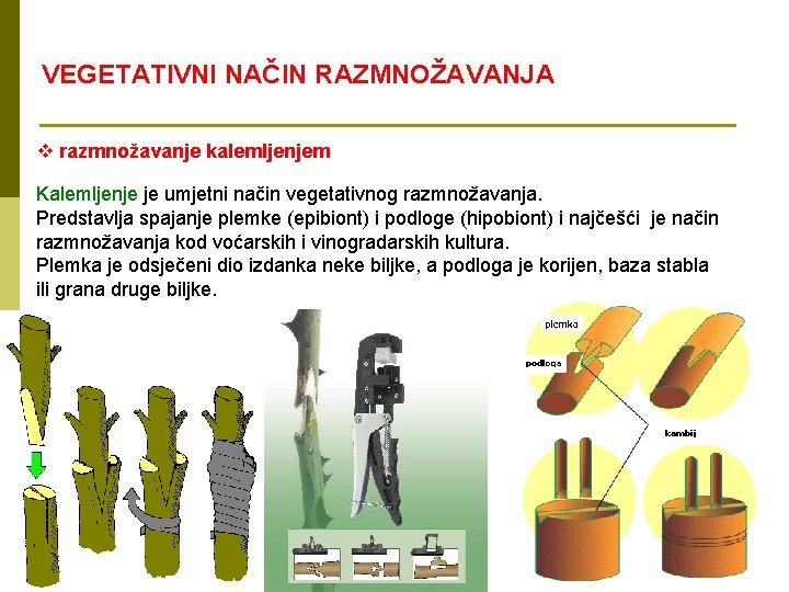 VEGETATIVNI NAČIN RAZMNOŽAVANJA v razmnožavanje kalemljenjem Kalemljenje je umjetni način vegetativnog razmnožavanja. Predstavlja spajanje