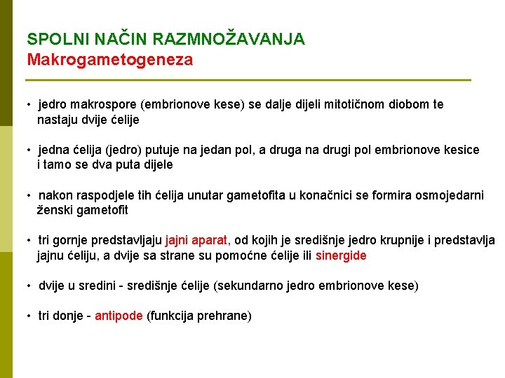 SPOLNI NAČIN RAZMNOŽAVANJA Makrogametogeneza • jedro makrospore (embrionove kese) se dalje dijeli mitotičnom diobom