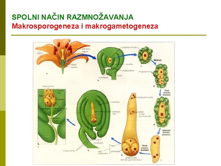 SPOLNI NAČIN RAZMNOŽAVANJA Makrosporogeneza i makrogametogeneza 