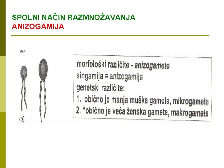 SPOLNI NAČIN RAZMNOŽAVANJA ANIZOGAMIJA 