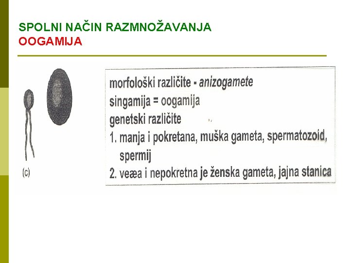 SPOLNI NAČIN RAZMNOŽAVANJA OOGAMIJA 