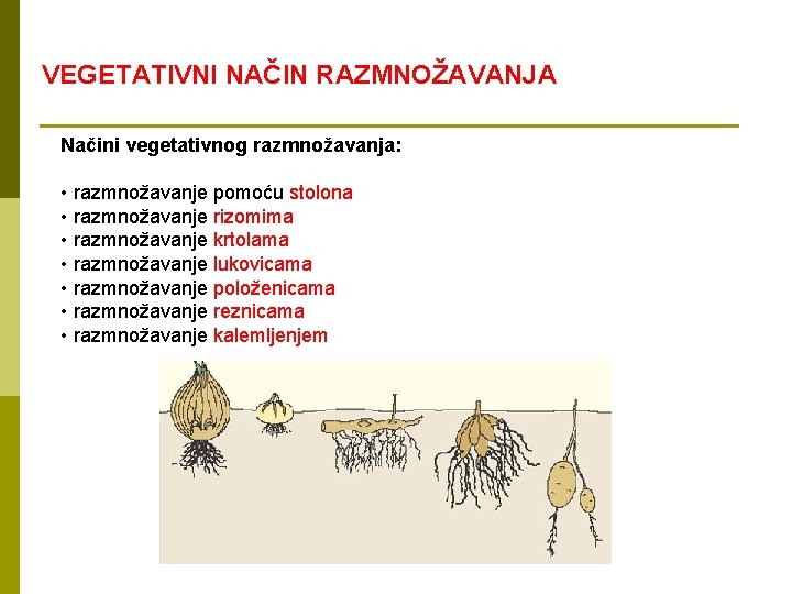 VEGETATIVNI NAČIN RAZMNOŽAVANJA Načini vegetativnog razmnožavanja: • razmnožavanje pomoću stolona • razmnožavanje rizomima •