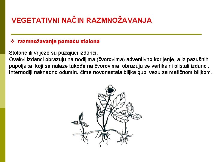 VEGETATIVNI NAČIN RAZMNOŽAVANJA v razmnožavanje pomoću stolona Stolone ili vriježe su puzajući izdanci. Ovakvi