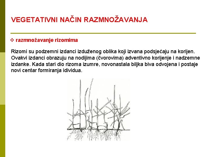 VEGETATIVNI NAČIN RAZMNOŽAVANJA v razmnožavanje rizomima Rizomi su podzemni izdanci izduženog oblika koji izvana