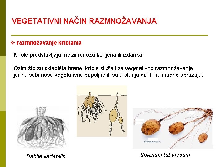 VEGETATIVNI NAČIN RAZMNOŽAVANJA v razmnožavanje krtolama Krtole predstavljaju metamorfozu korijena ili izdanka. Osim što