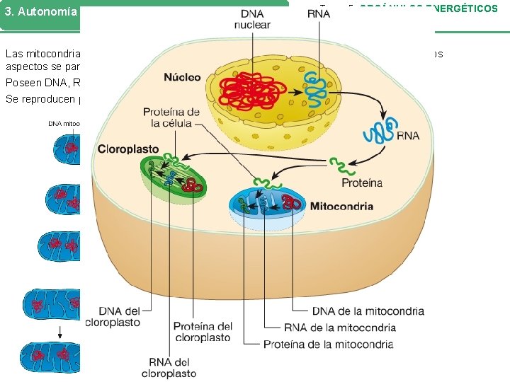 3. Autonomía de mitocondrias y cloroplastos Tema 5. ORGÁNULOS ENERGÉTICOS Las mitocondrias y los