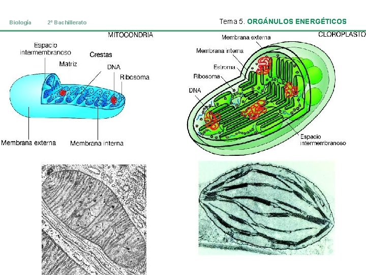 Biología 2º Bachillerato Tema 5. ORGÁNULOS ENERGÉTICOS 