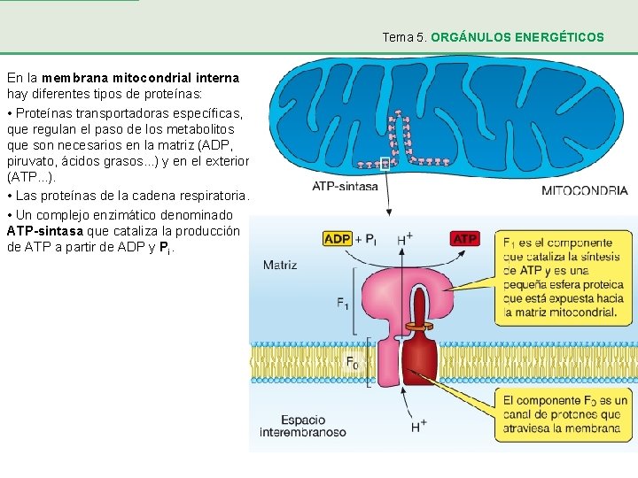 Tema 5. ORGÁNULOS ENERGÉTICOS En la membrana mitocondrial interna hay diferentes tipos de proteínas: