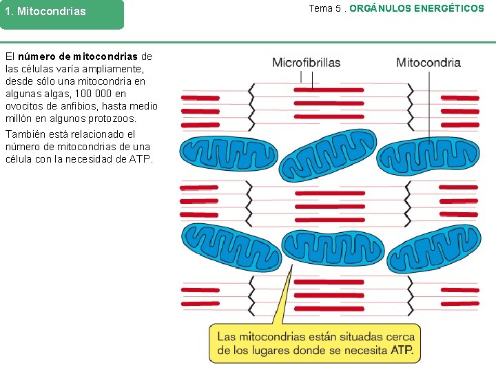 1. Mitocondrias El número de mitocondrias de las células varía ampliamente, desde sólo una