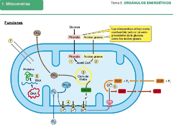 1. Mitocondrias Funciones Tema 5. ORGÁNULOS ENERGÉTICOS 