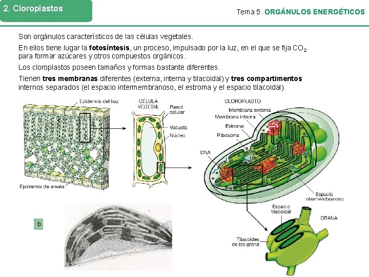 2. Cloroplastos Tema 5. ORGÁNULOS ENERGÉTICOS Son orgánulos característicos de las células vegetales. En