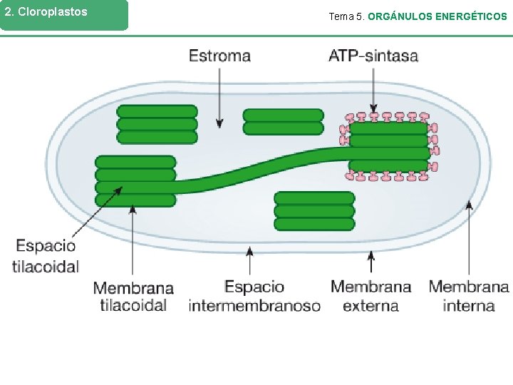 2. Cloroplastos Tema 5. ORGÁNULOS ENERGÉTICOS Membrana tilacoidal Es impermeable a la mayoría de