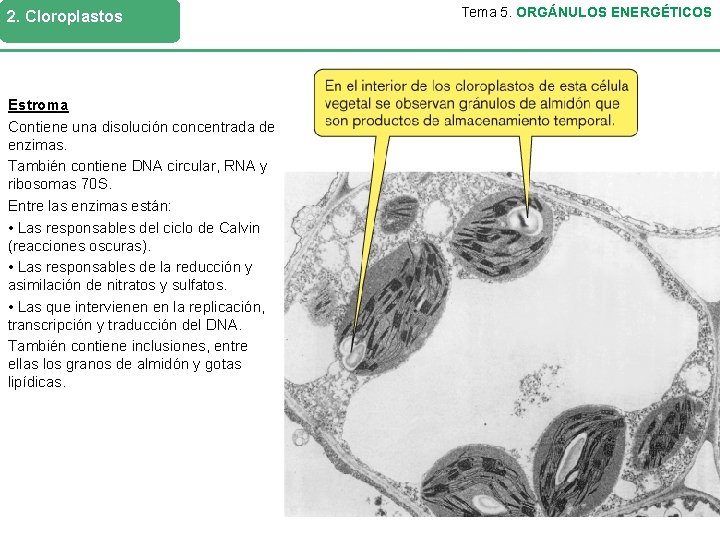 2. Cloroplastos Estroma Contiene una disolución concentrada de enzimas. También contiene DNA circular, RNA