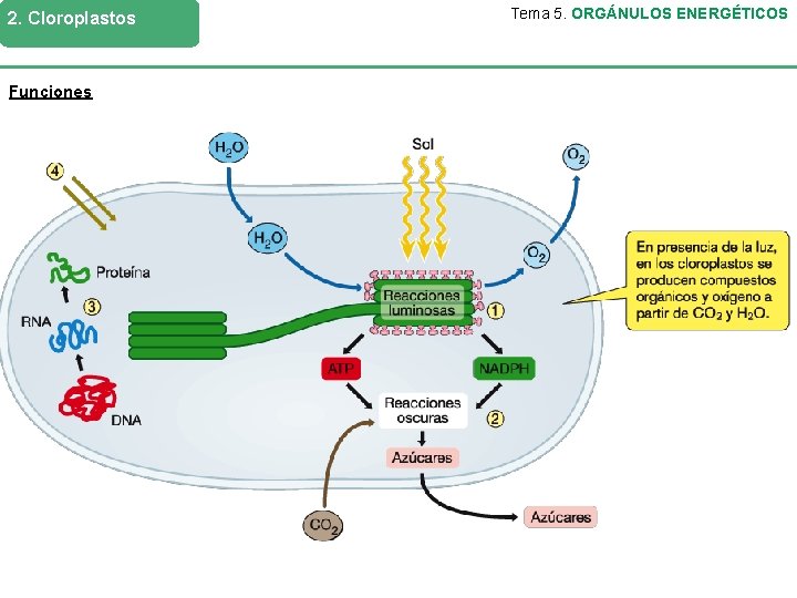 2. Cloroplastos Funciones Tema 5. ORGÁNULOS ENERGÉTICOS 