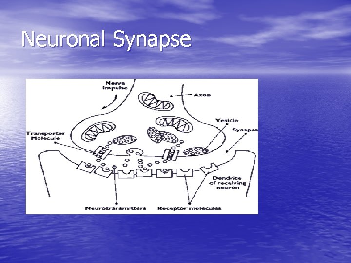 Neuronal Synapse 
