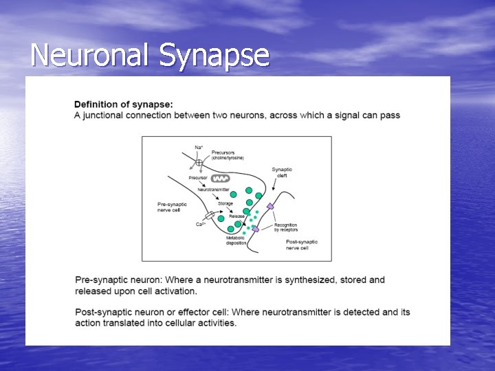 Neuronal Synapse 