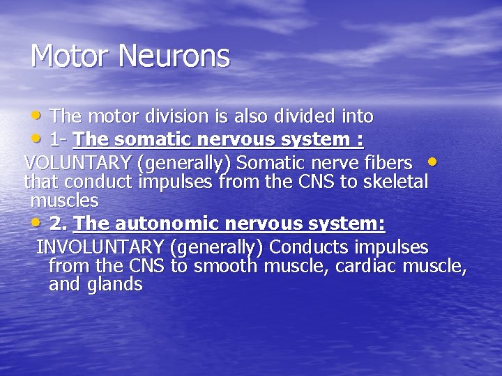 Motor Neurons • The motor division is also divided into • 1 - The