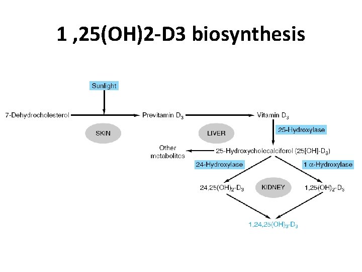 1 , 25(OH)2 -D 3 biosynthesis 