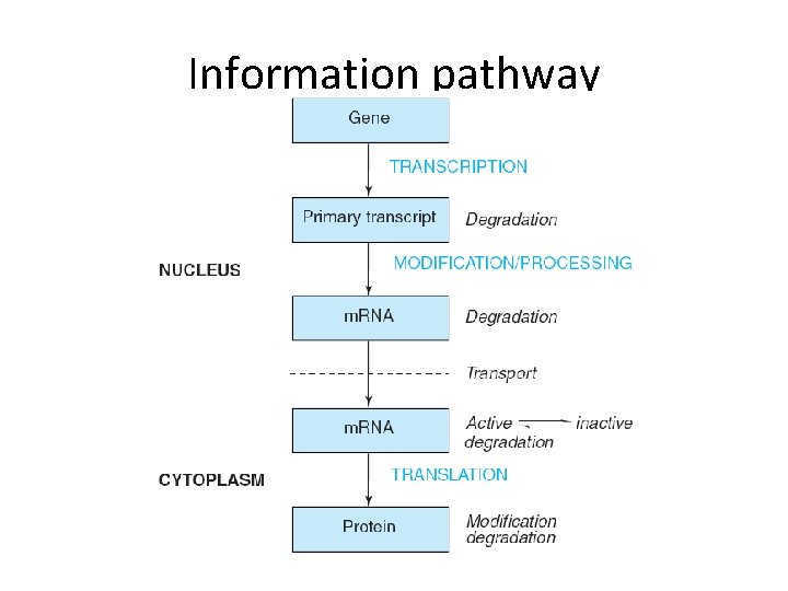 Information pathway 