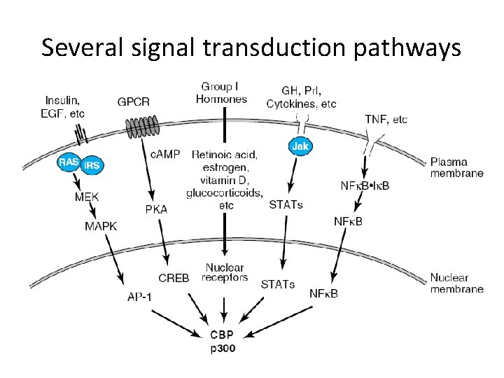 Several signal transduction pathways 