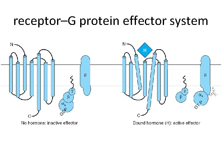 receptor–G protein effector system 