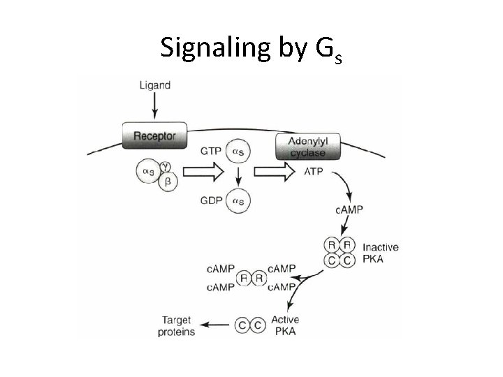 Signaling by Gs 