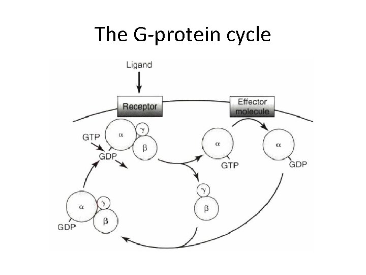 The G-protein cycle 