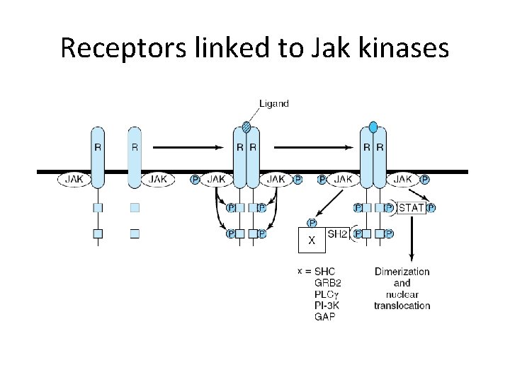 Receptors linked to Jak kinases 