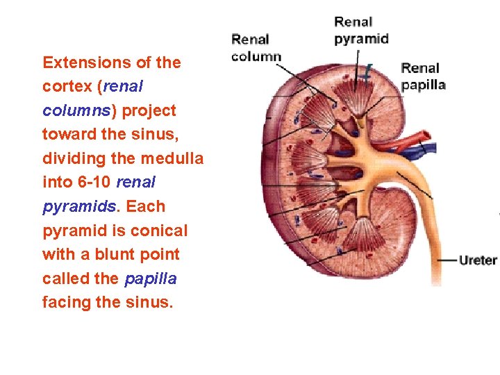 Extensions of the cortex (renal columns) project toward the sinus, dividing the medulla into Extensions of the cortex (renal columns) project toward the sinus, dividing the medulla into