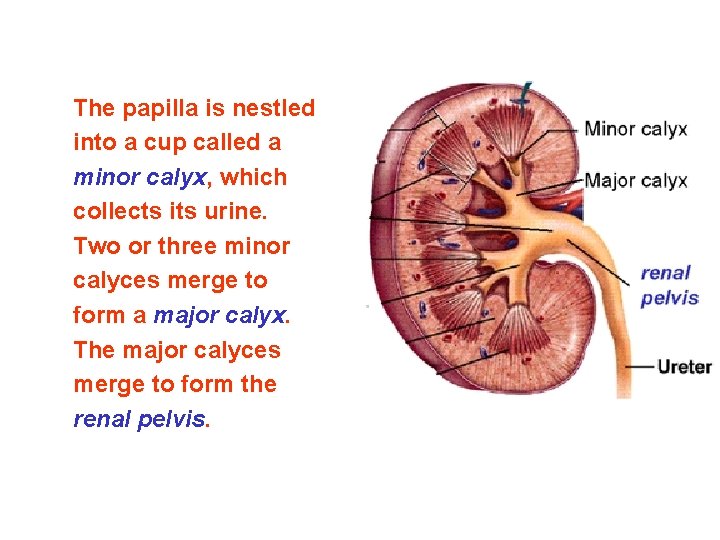 The papilla is nestled into a cup called a minor calyx, which collects its The papilla is nestled into a cup called a minor calyx, which collects its
