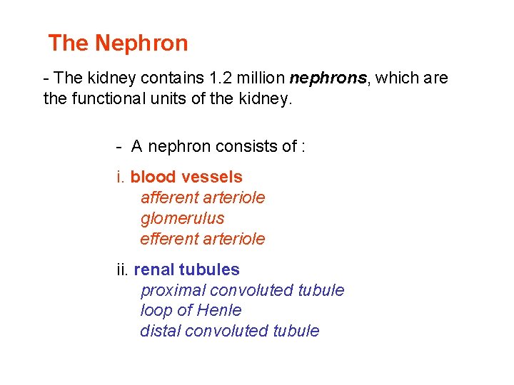 The Nephron - The kidney contains 1. 2 million nephrons, which are the functional The Nephron - The kidney contains 1. 2 million nephrons, which are the functional