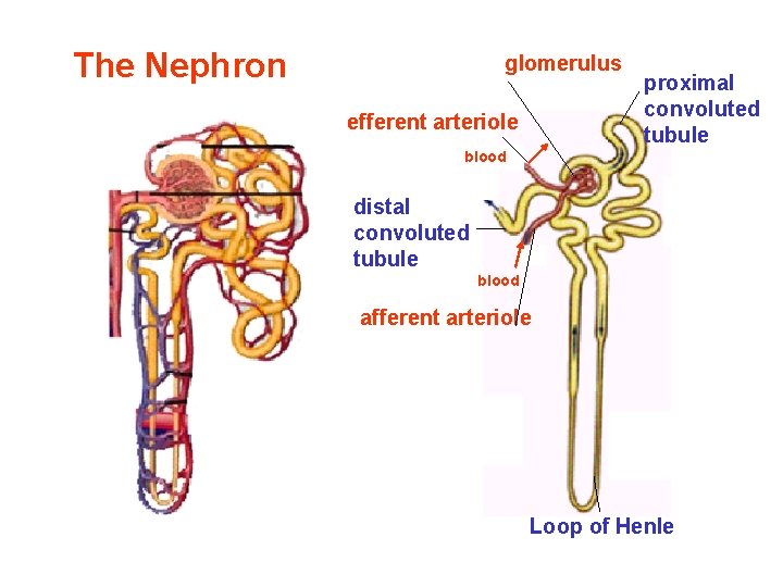 The Nephron glomerulus efferent arteriole proximal convoluted tubule blood distal convoluted tubule blood afferent The Nephron glomerulus efferent arteriole proximal convoluted tubule blood distal convoluted tubule blood afferent