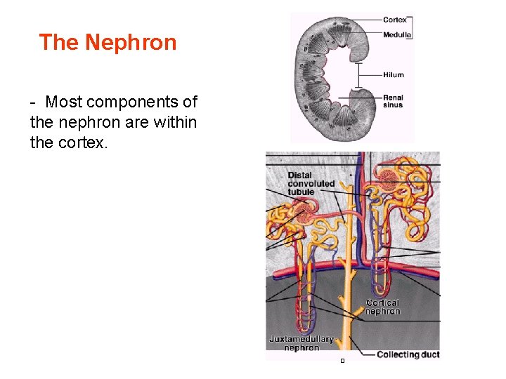 The Nephron - Most components of the nephron are within the cortex. The Nephron - Most components of the nephron are within the cortex.