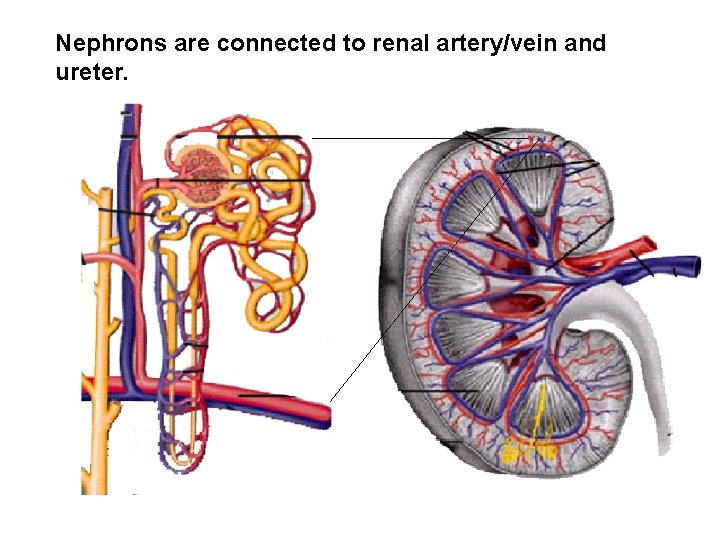 Nephrons are connected to renal artery/vein and ureter. Nephrons are connected to renal artery/vein and ureter.