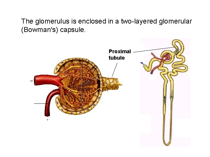 The glomerulus is enclosed in a two-layered glomerular (Bowman's) capsule. Proximal tubule The glomerulus is enclosed in a two-layered glomerular (Bowman's) capsule. Proximal tubule