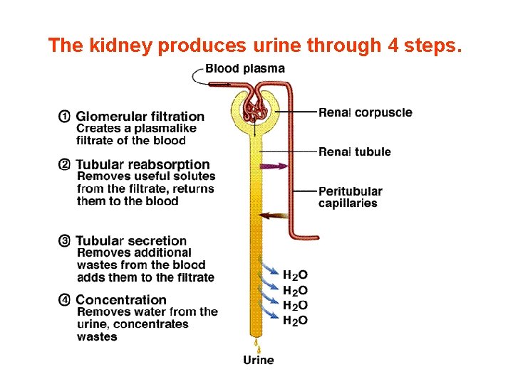 The kidney produces urine through 4 steps. The kidney produces urine through 4 steps.