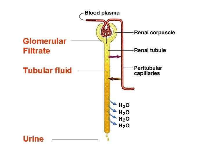 Glomerular Filtrate Tubular fluid Urine Glomerular Filtrate Tubular fluid Urine