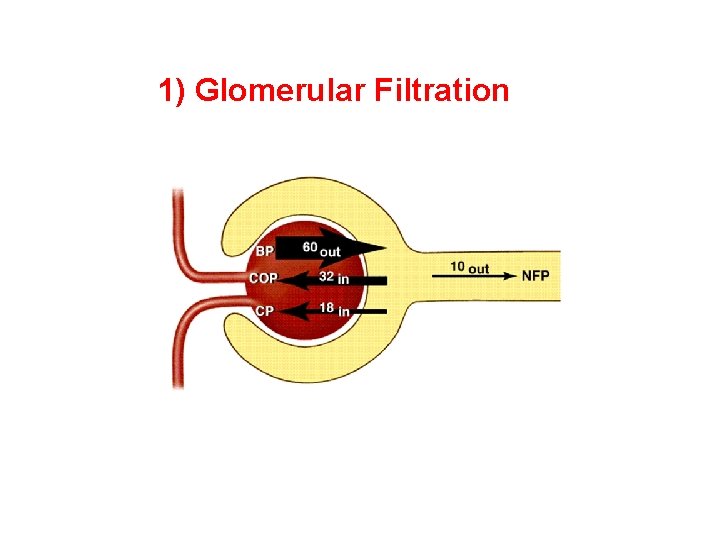 1) Glomerular Filtration 1) Glomerular Filtration