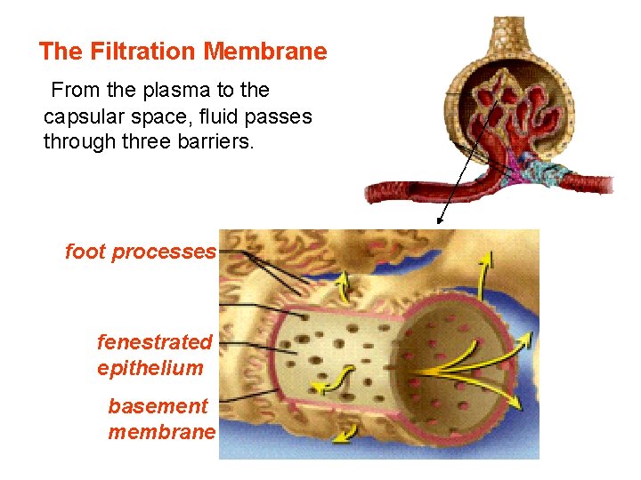 The Filtration Membrane From the plasma to the capsular space, fluid passes through three The Filtration Membrane From the plasma to the capsular space, fluid passes through three