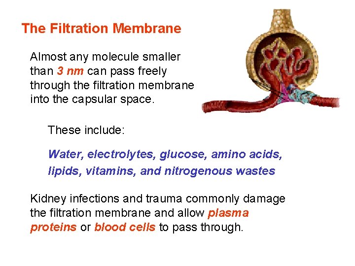 The Filtration Membrane Almost any molecule smaller than 3 nm can pass freely through The Filtration Membrane Almost any molecule smaller than 3 nm can pass freely through